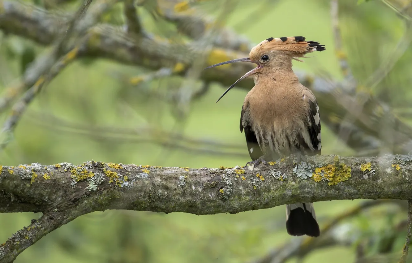 Фото обои деревья, птица, удод