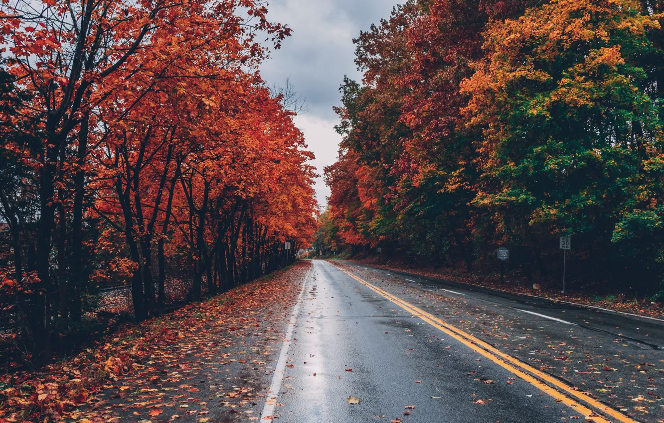 Фото обои дорога, осень, листья, деревья, парк, road, landscape, nature