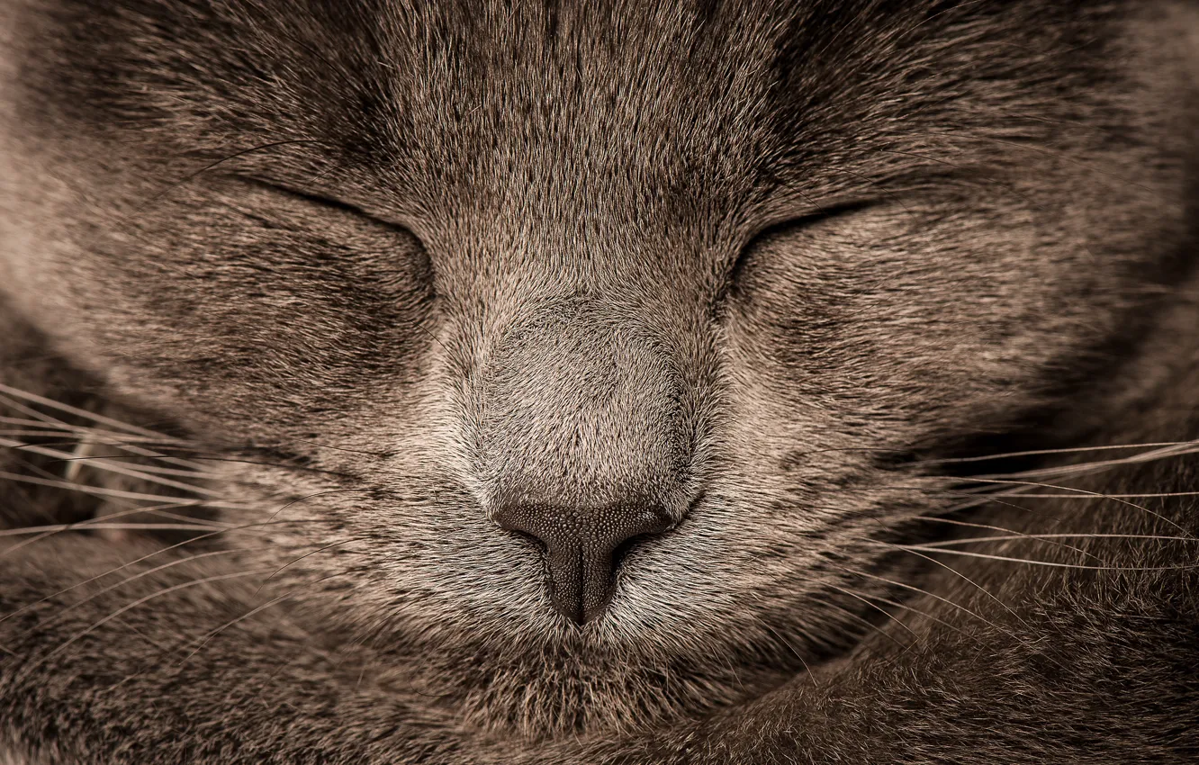 Фото обои кошка, серый, размытие, нос, grey, cat, nose