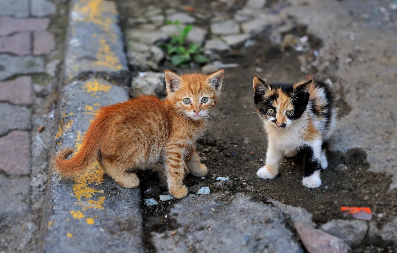 Фото обои взгляд, котята, малыши, парочка, уличные