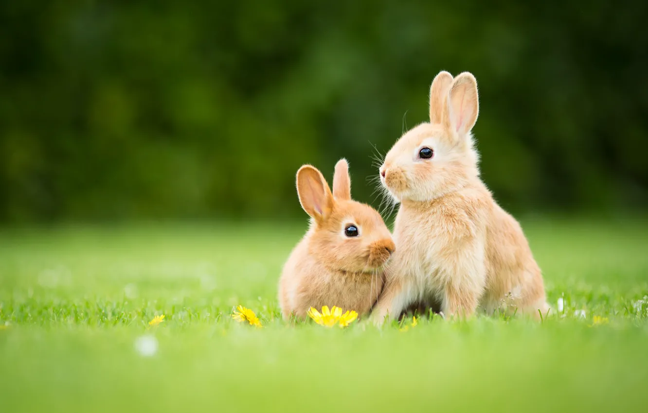Фото обои трава, поляна, весна, кролик, кролики, рыжие, цветочки, парочка