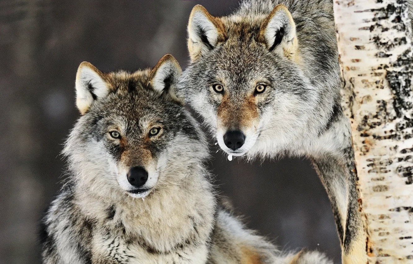 Фото обои Predator, nature, animal, wolf, wildlife, Canis lupus., portrait.