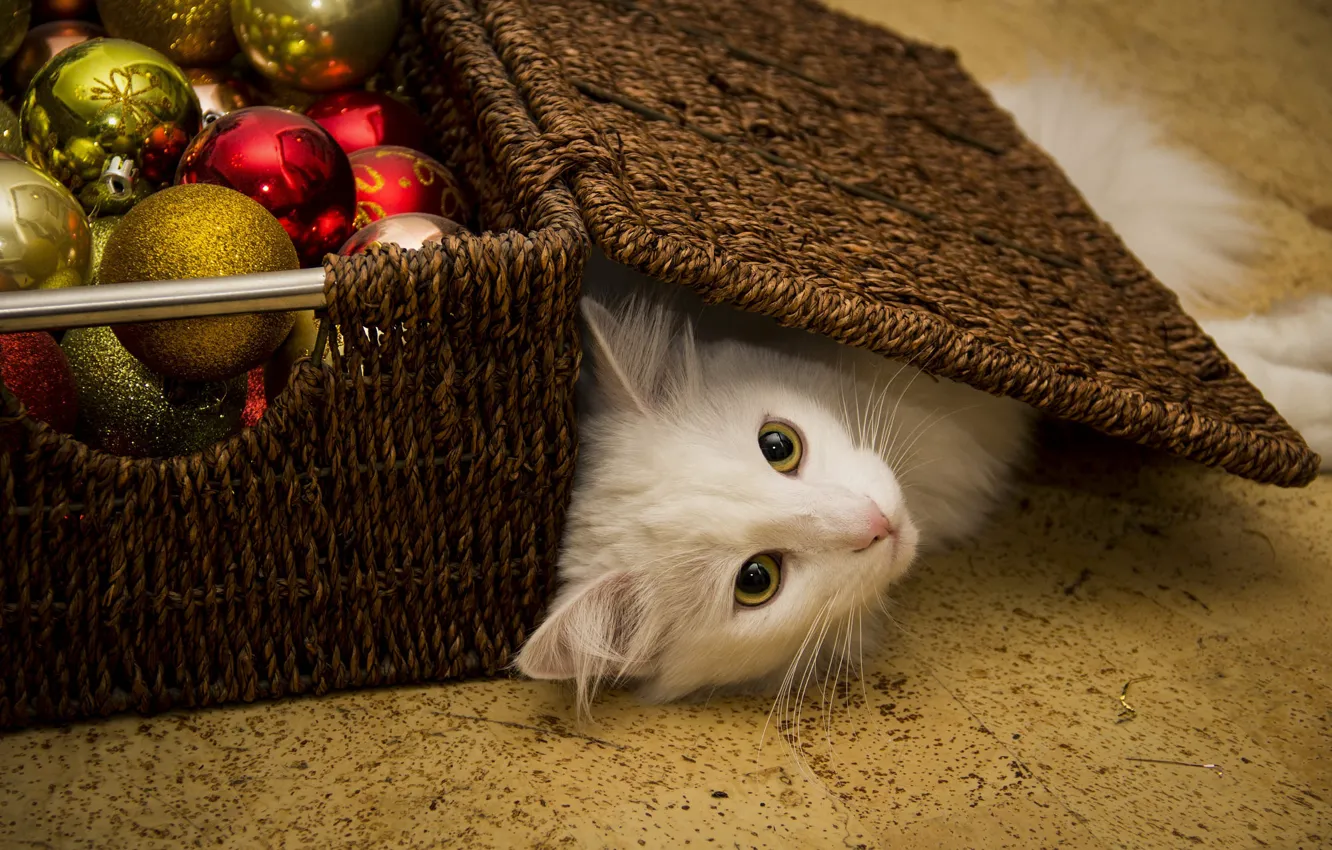 Фото обои кошка, белый, кот, взгляд, шарики, поза, коробка, Рождество