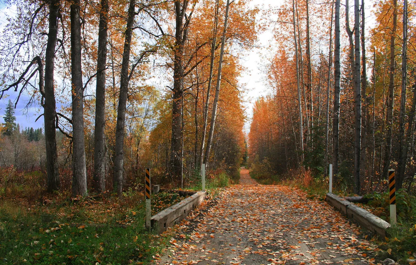 Фото обои Дорога, Трава, Осень, Деревья, Листья