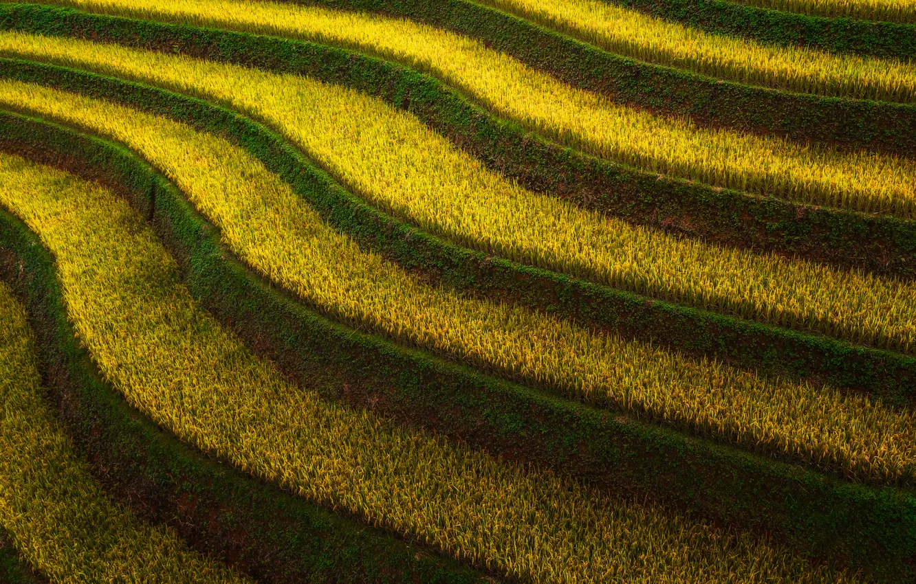 Фото обои yellow, rice, plantation