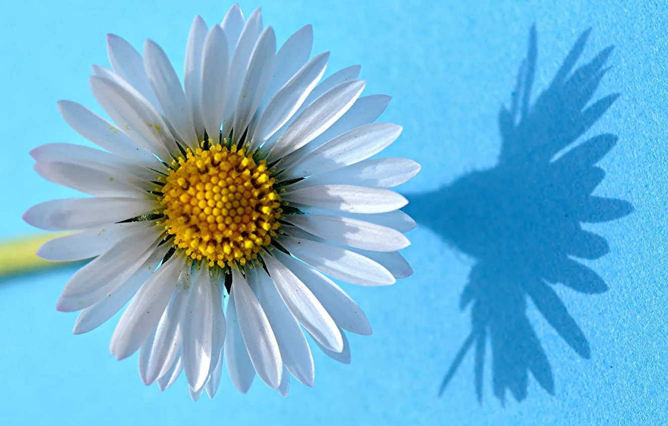 Фото обои макро, ромашки, тень, лепестки