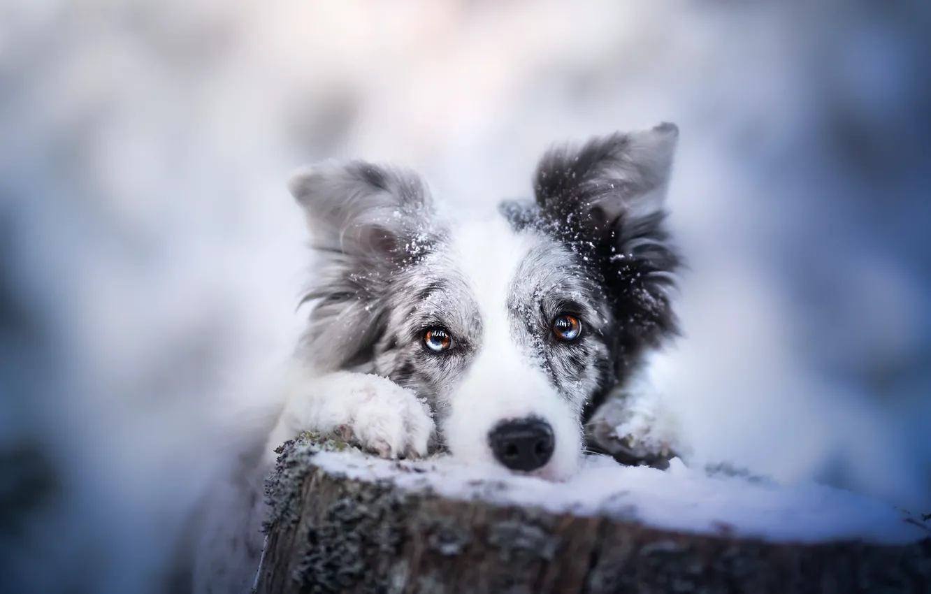 Фото обои зима, друг, собака