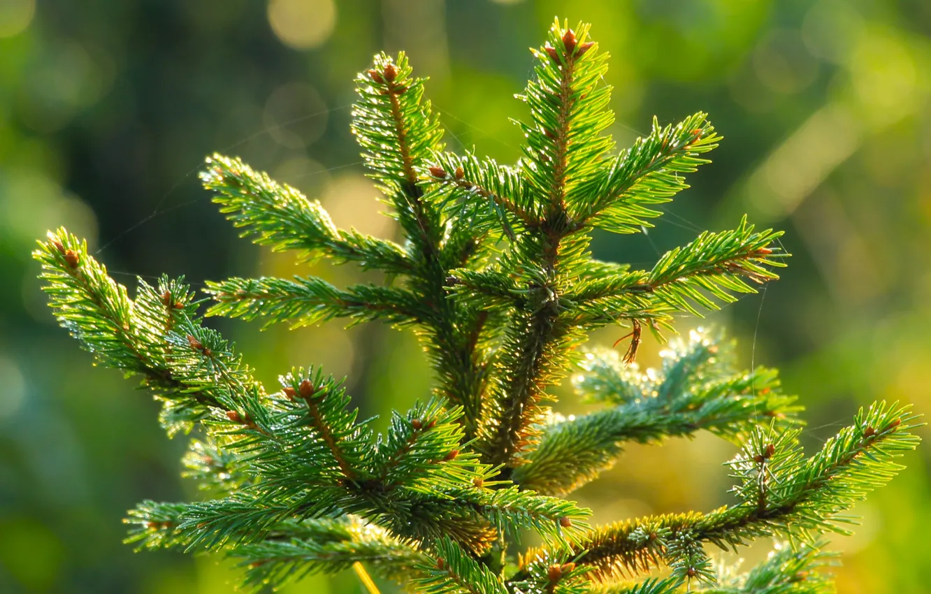 Фото обои forest, tree, pine, twig