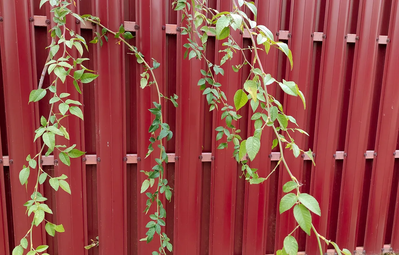 Фото обои листья, ветки, забор, шиповник, leaves, fence, branches, rose hips