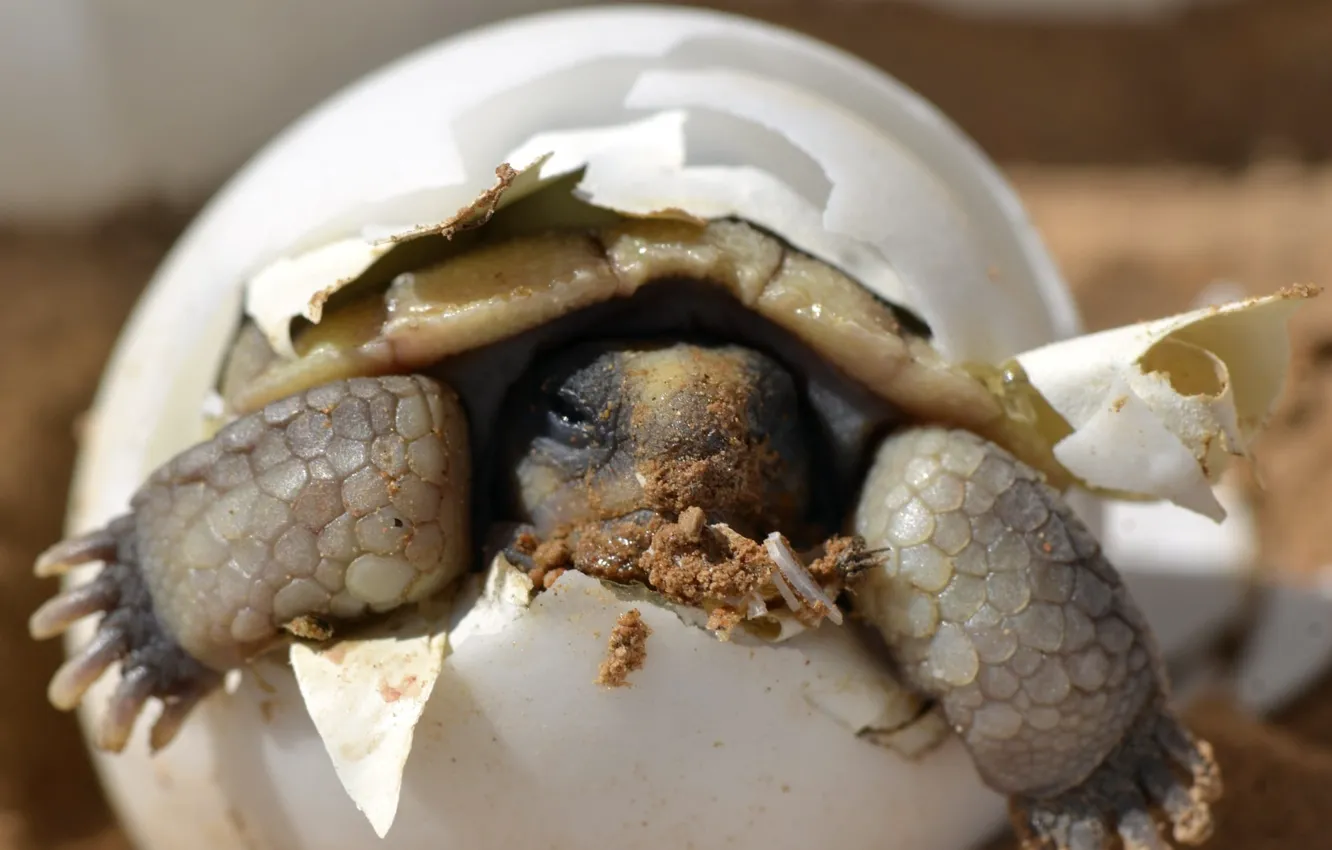 Фото обои hatching, baby turtle inside egg, hatchling, desert tortoise