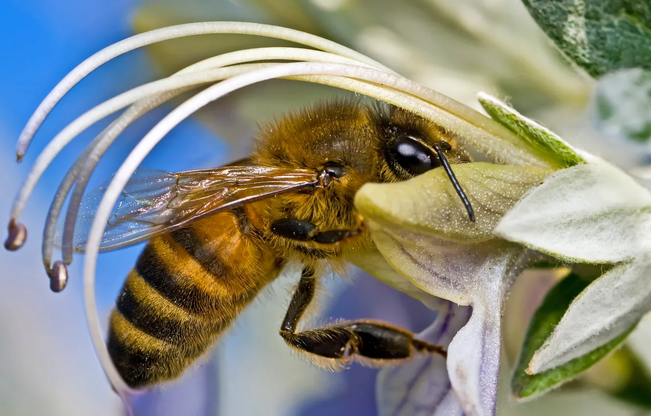 Фото обои цветок, природа, пчела, насекомое