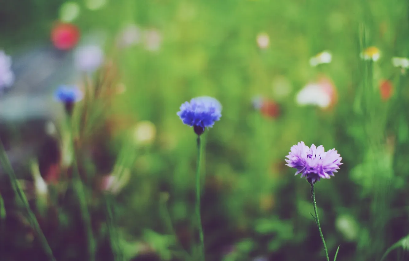 Фото обои цветы, синий, сиреневый, лепестки, лиловый