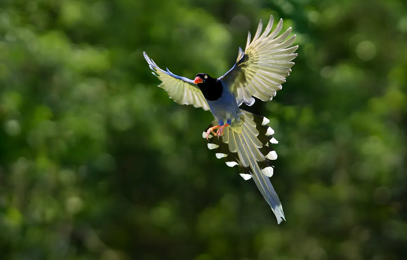 Фото обои полет, птица, крылья, хвост, голубая, сорока