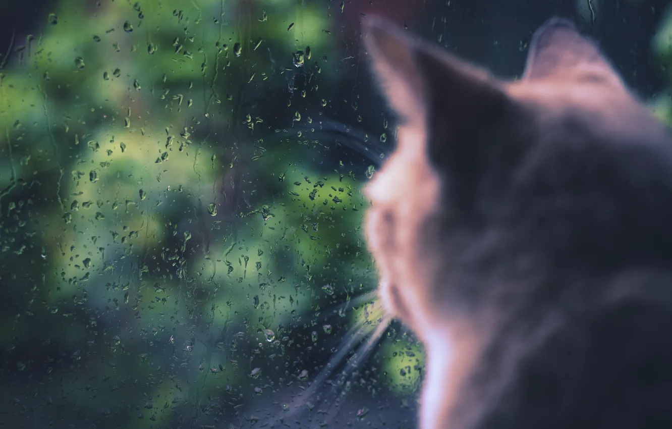 Фото обои кошка, кот, дождь, окно, сидит