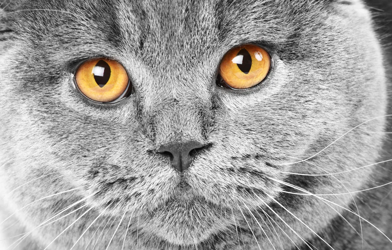 Фото обои кошка, глаза, кот, морда, серый, желтые, cat, британский