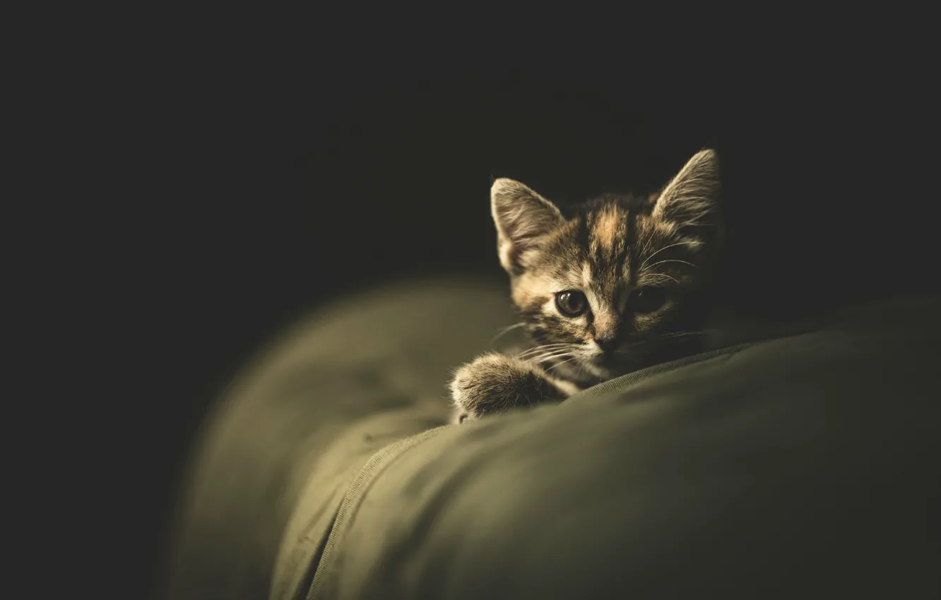 Фото обои кошка, кот, темный фон, котенок