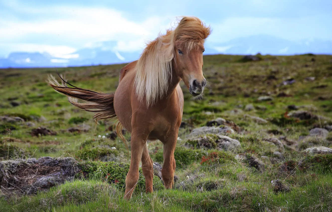 Фото обои природа, лошадь, красотка