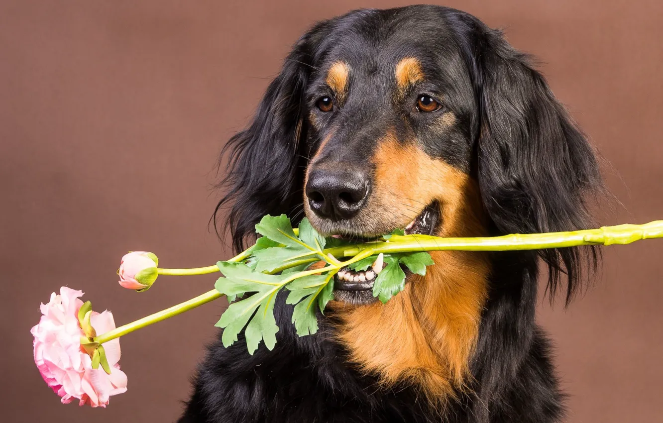 Фото обои цветок, фон, друг, собака