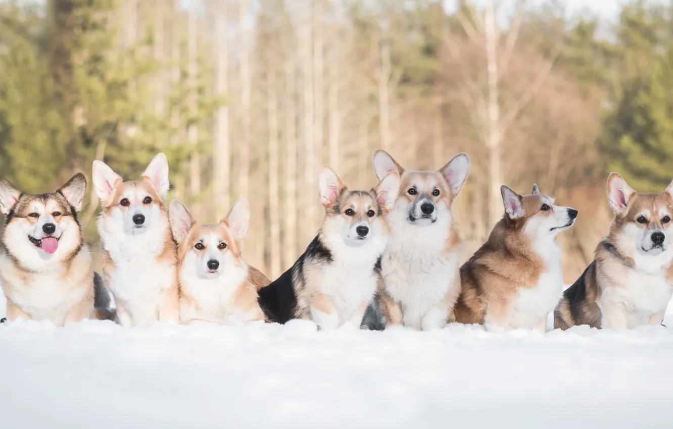 Фото обои зима, собаки, снег, друзья, Вельш-корги