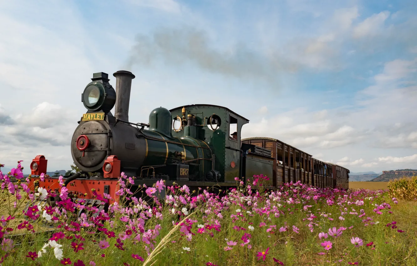 Фото обои цветы, Англия, паровоз, луг, космея