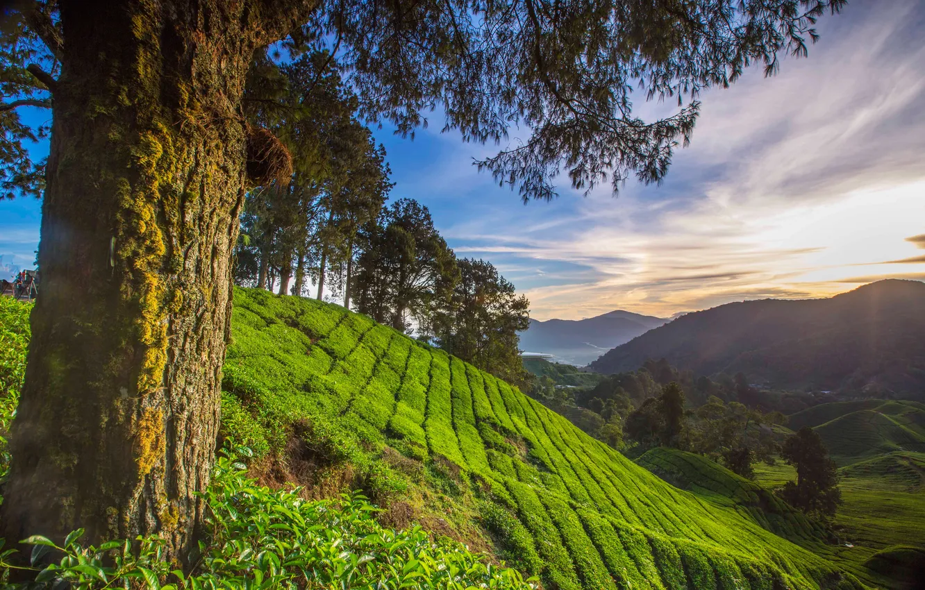 Фото обои деревья, горы, природа, склон, Малайзия, Паханг