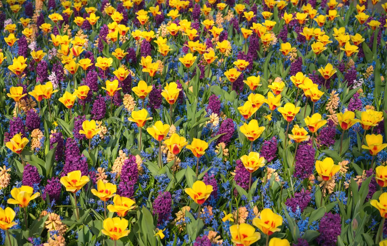 Фото обои яркие, тюльпаны, гиацинты