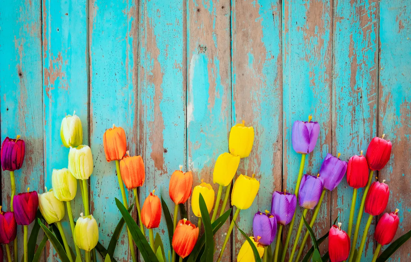 Фото обои цветы, доски, colorful, тюльпаны, wood, flowers, tulips, grunge