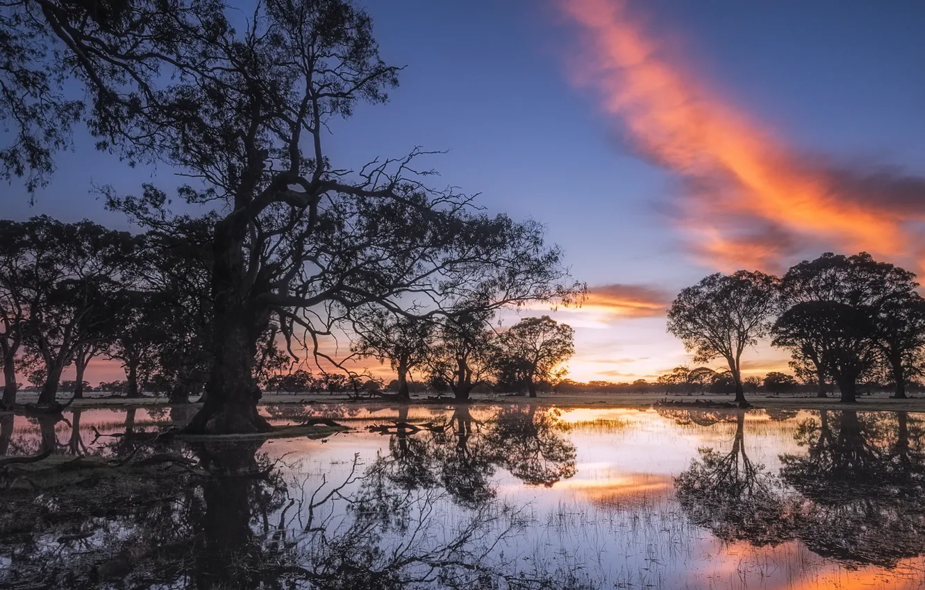 Фото обои Australia, Gum Trees, Coonawarra, Show of Light