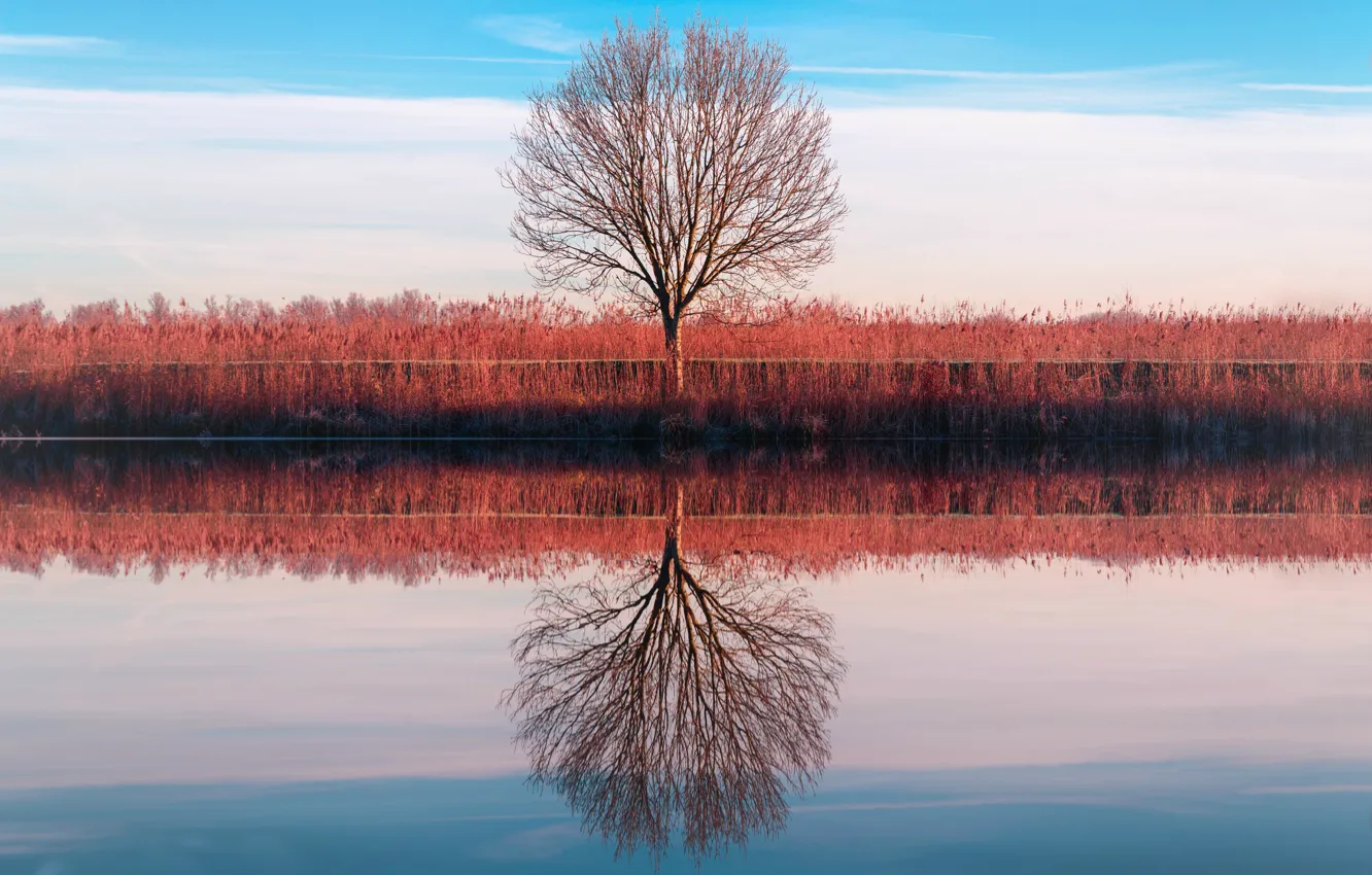 Фото обои небо, отражение, дерево