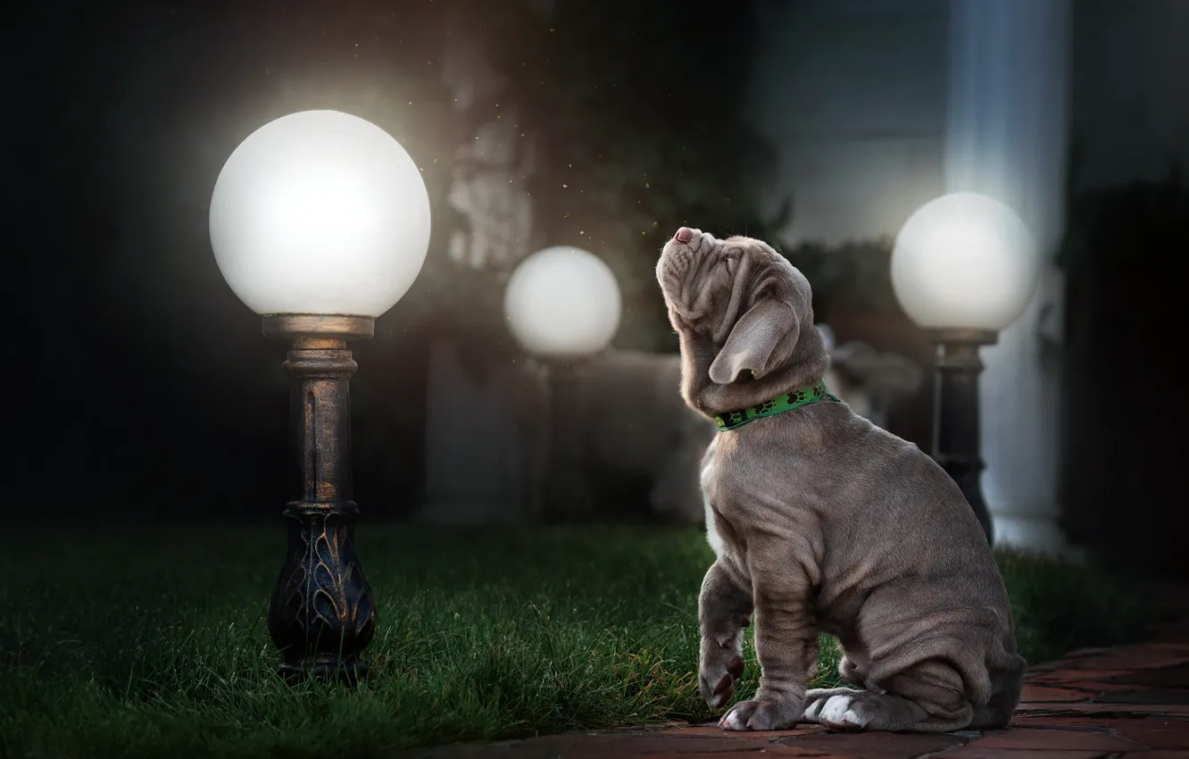 Фото обои трава, животное, собака, вечер, фонари, щенок, пёс, Екатерина Кикоть
