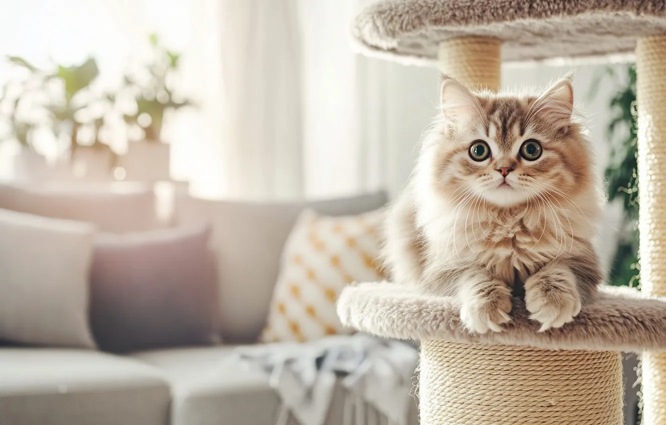 Фото обои кошка, взгляд, свет, поза, котенок, комната, диван, мебель