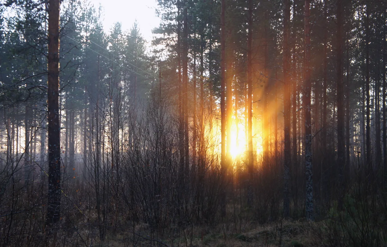 Фото обои лес, солнце, лучи, деревья, рассвет, утро