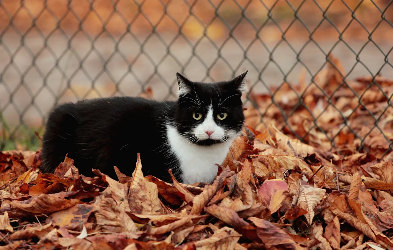 Фото обои кот, листья, черно-белый, ограждение, осенние