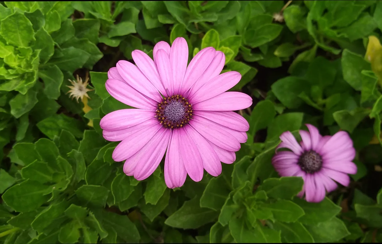 Фото обои Цветочки, Фиолетовые цветы, Purple flowers