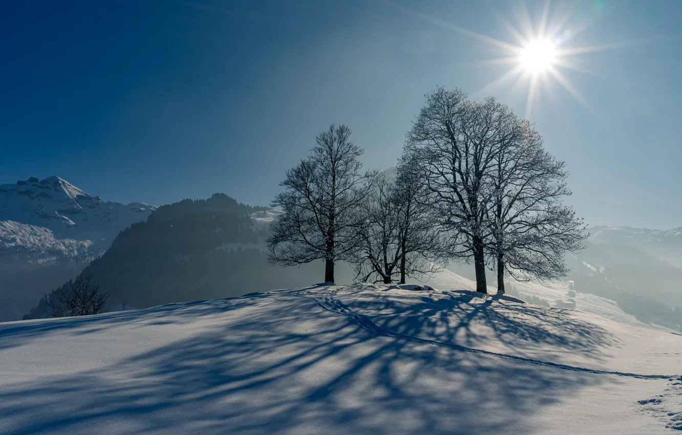 Фото обои зима, солнце, снег, деревья, следы