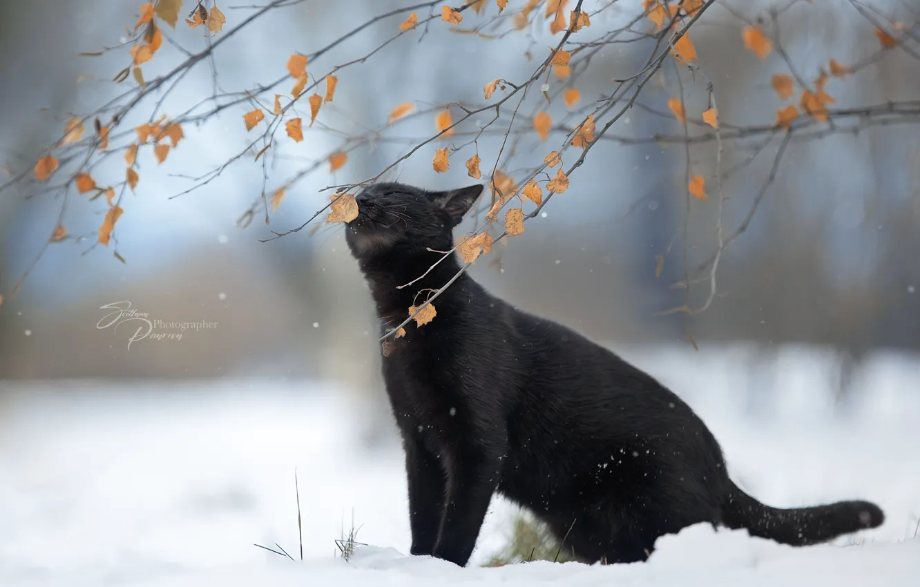 Фото обои зима, кошка, кот, листья, снег, ветки, природа, животное