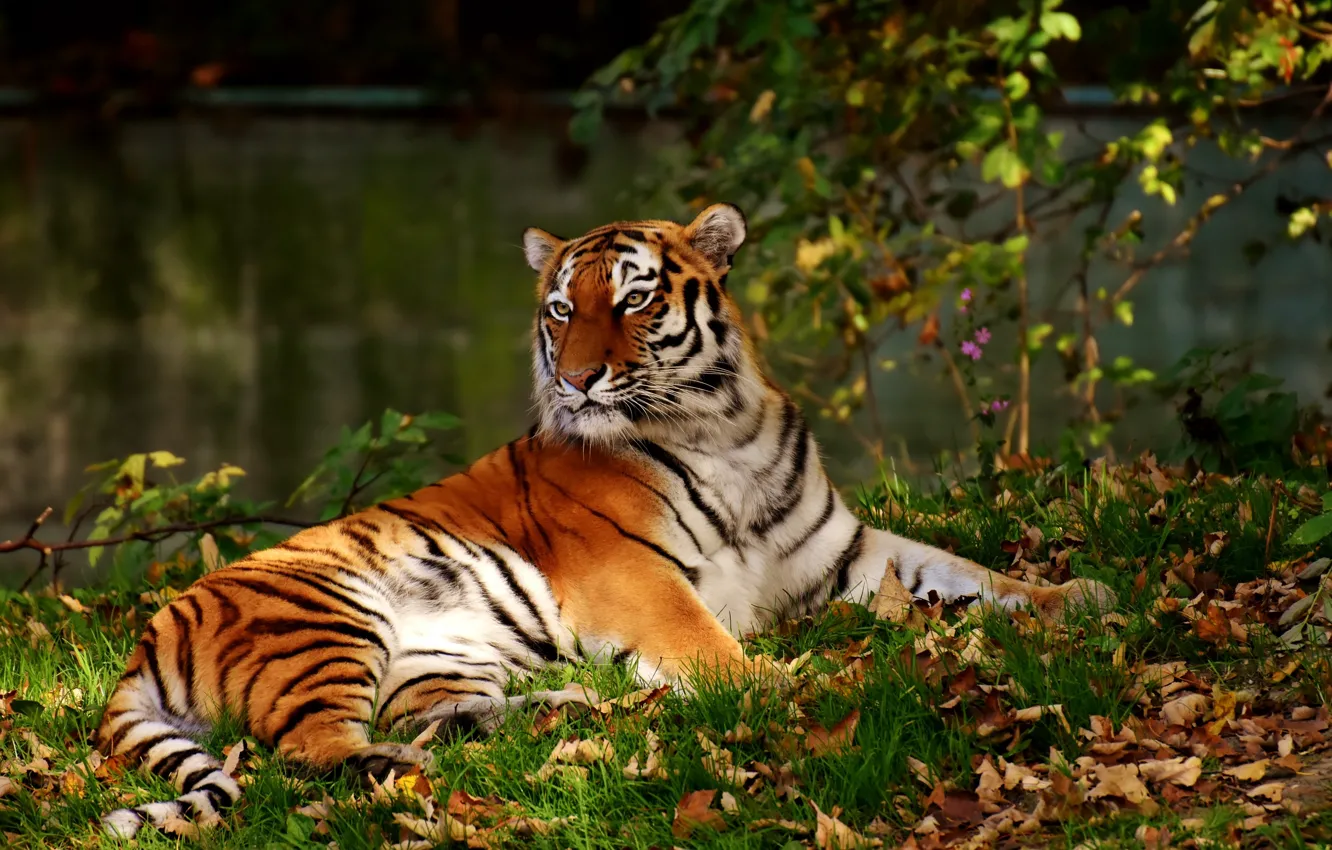 Фото обои тигр, хищник, большая кошка