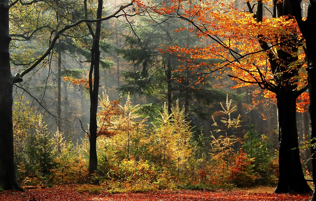 Фото обои осень, лес, деревья, туман, растения, forest, trees, Autumn
