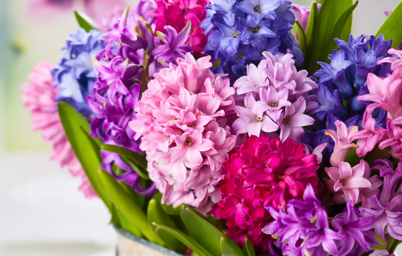 Фото обои цветы, букет, flowers, bouquet, гиацинты, hyacinths