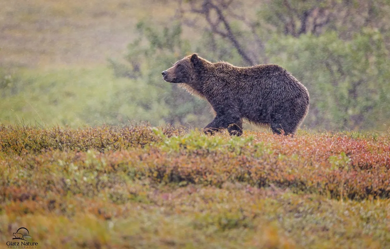 Фото обои осень, медведь, непогода, гризли