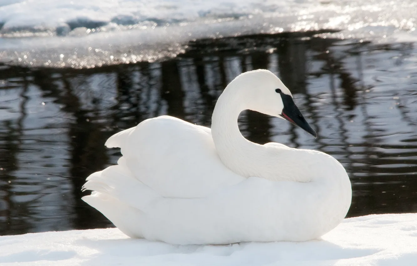 Фото обои зима, вода, снег, лёд, размытость, белый лебедь