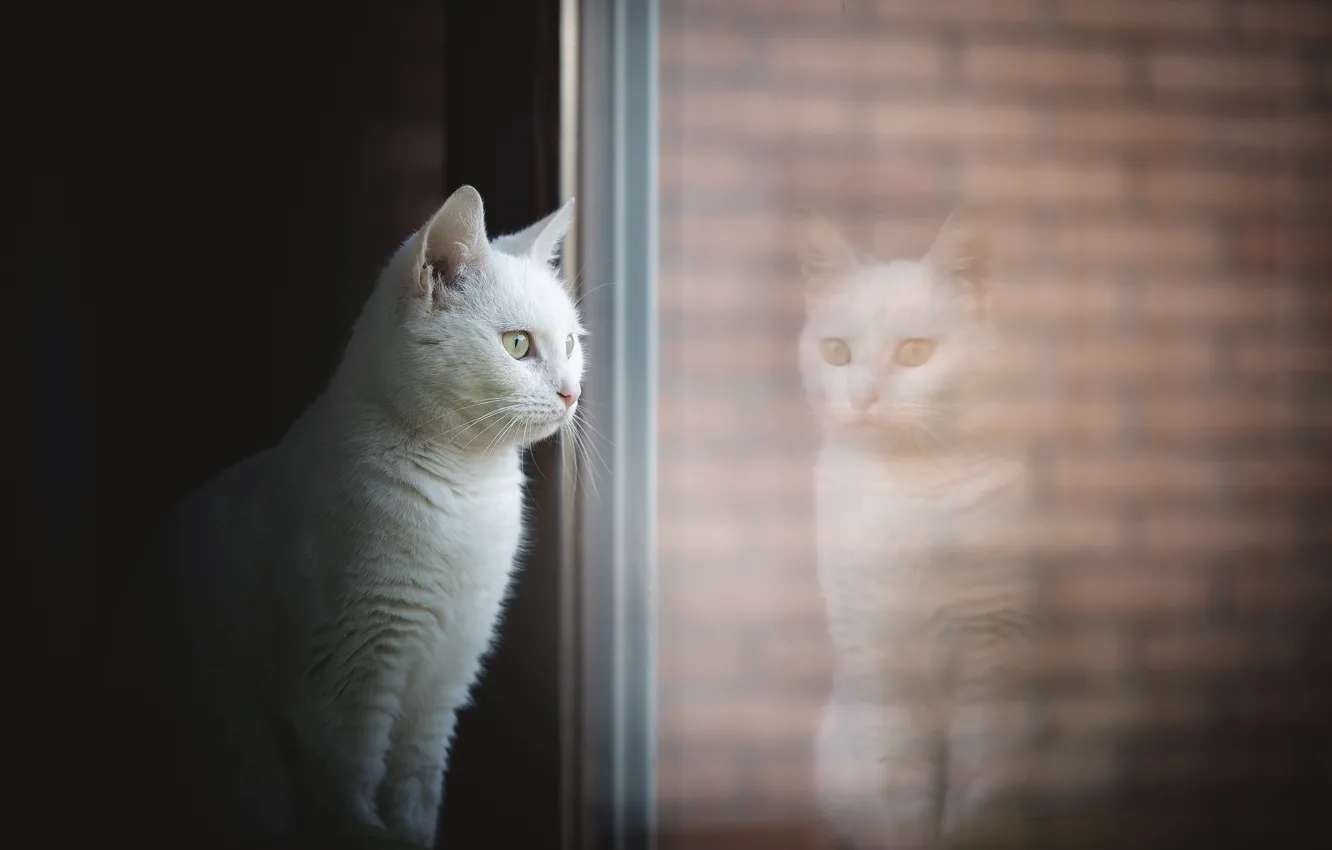Фото обои кошка, дом, окно