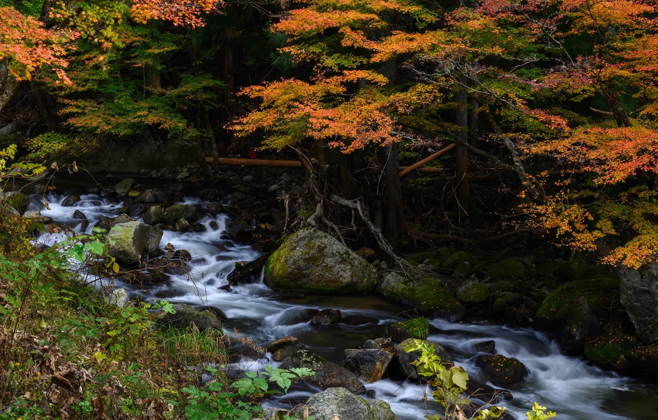 Фото обои осень, лес, ручей, камни, листва, водопад, речка