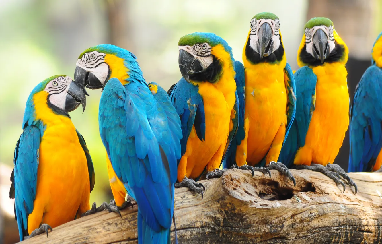 Фото обои багажник, birds, птиц, trunk, parrots, попугаев