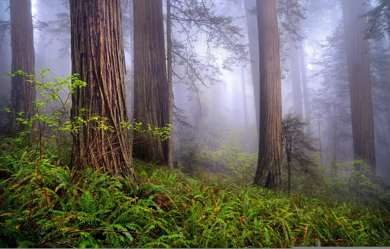 Фото обои лес, природа, туман, весна, утро, Калифорния, США, Redwoods
