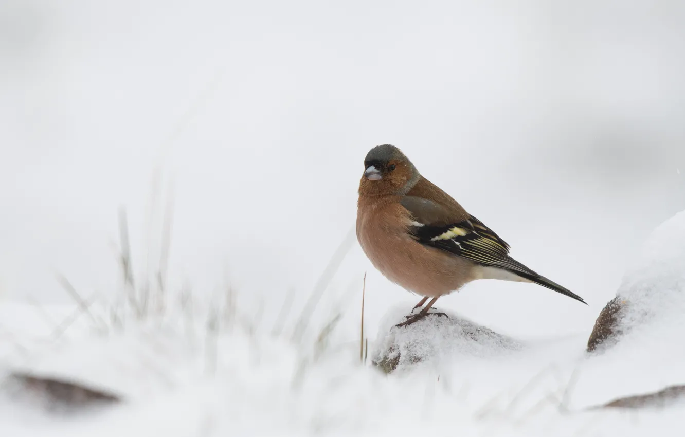 Фото обои зима, снег, природа, птица, боке, зяблик