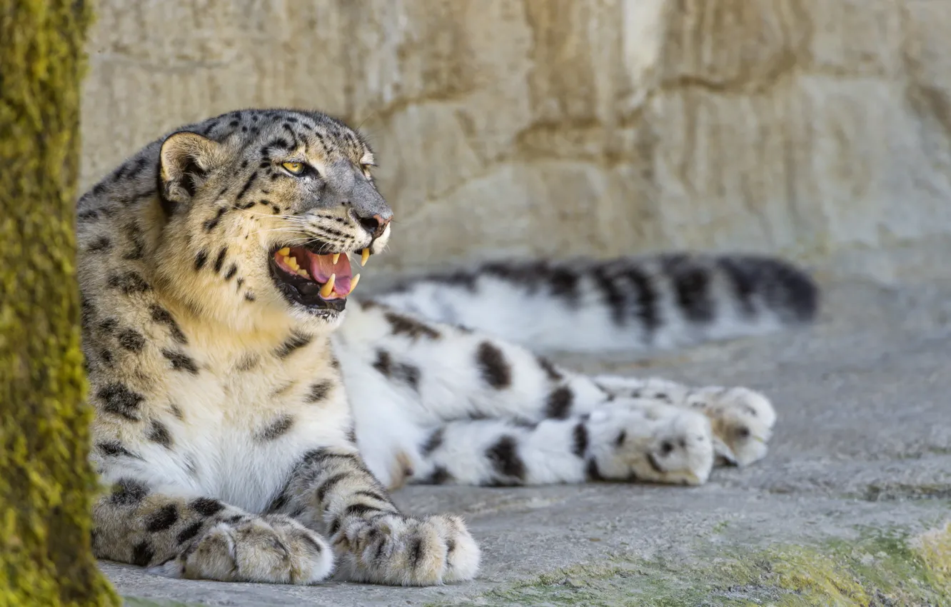 Фото обои кошка, отдых, камень, профиль, ирбис, снежный барс, ©Tambako The Jaguar