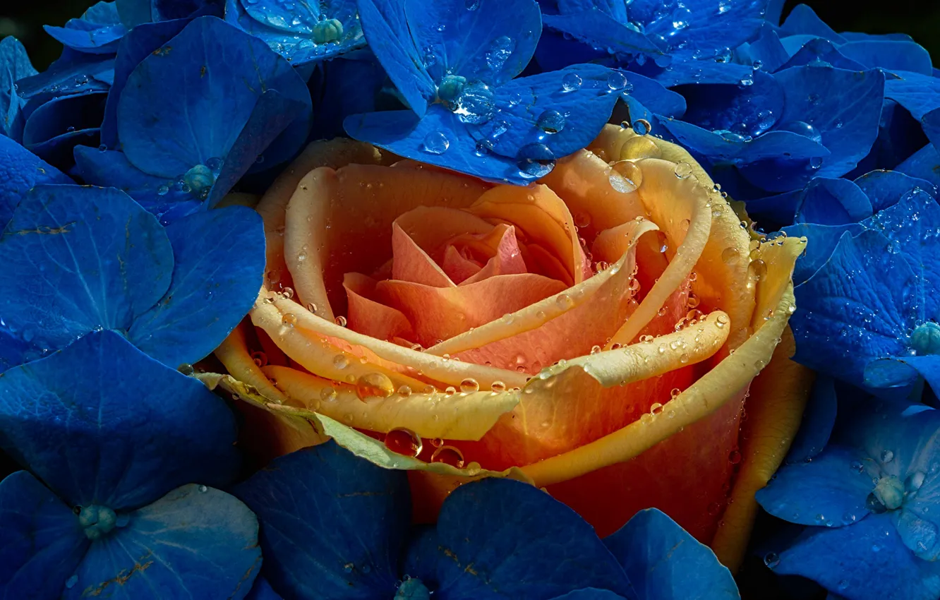 Фото обои капли, макро, роза, бутон, цветки, гортензия, жёлтая роза