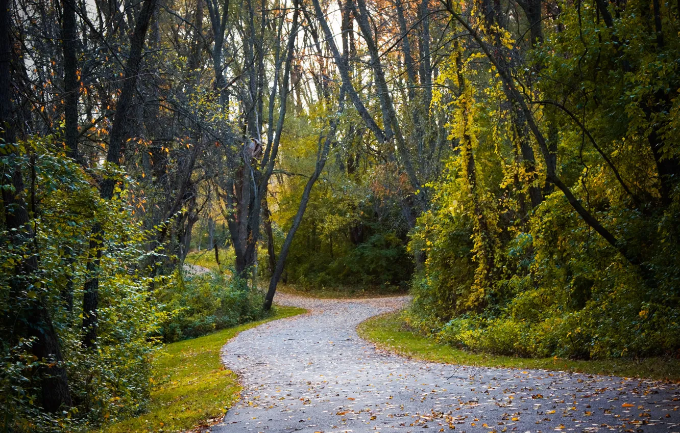 Фото обои Осень, Деревья, Лес, Fall, Листва, Дорожка, Autumn, Road