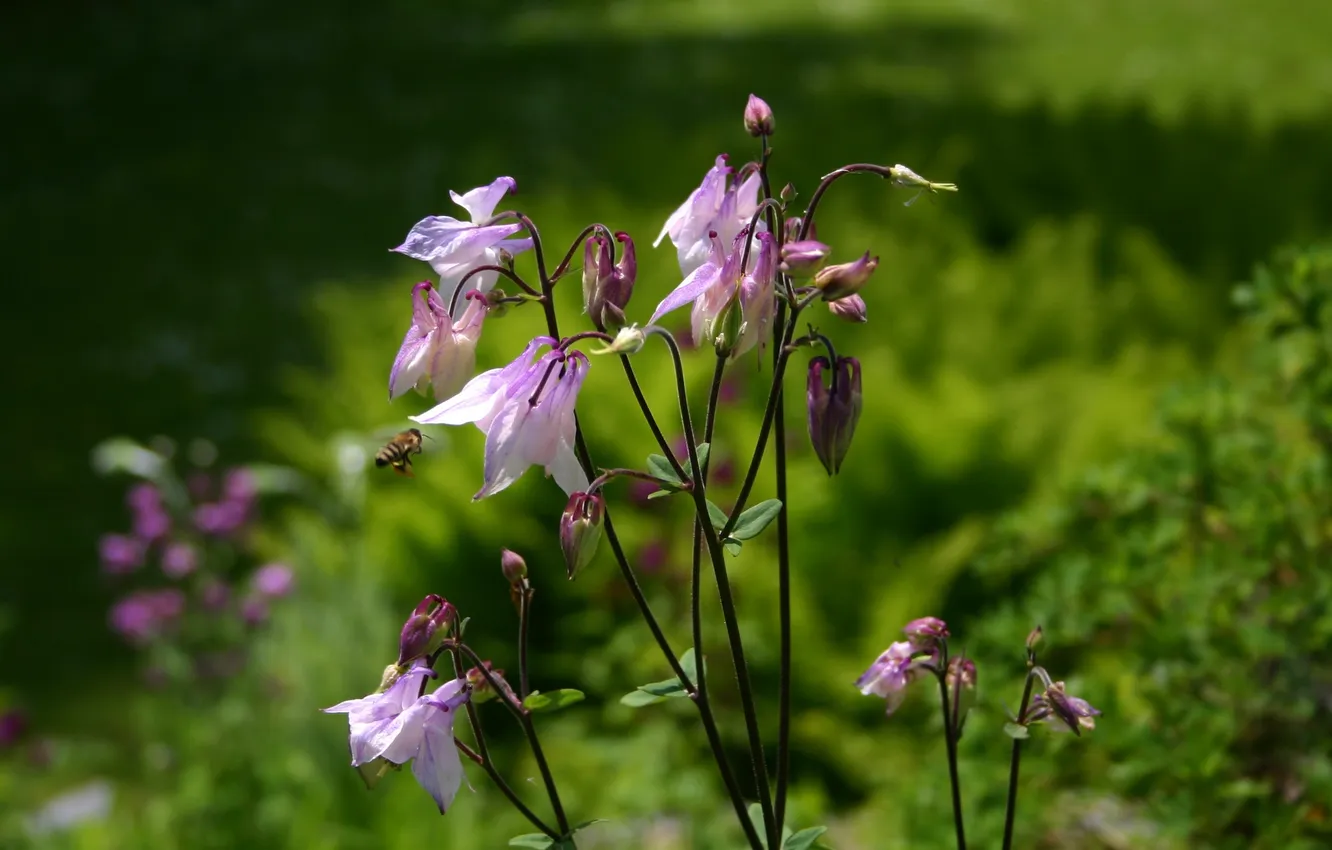 Фото обои цветы, пчела, фиолетовые, водосбор, аквилегия, aquilegia, орлики